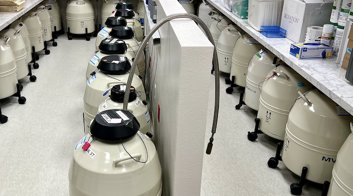 cryopreserved eggs in storage